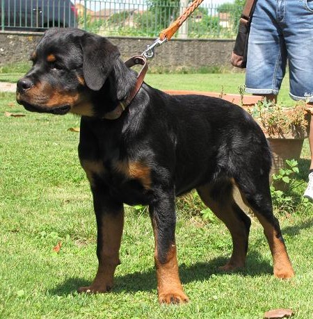 Rendy Roccia Nera